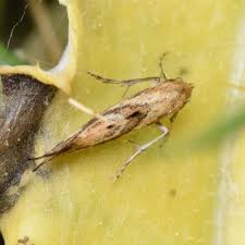 Attēlu rezultāti vaicājumam “Epermenia falciformis”