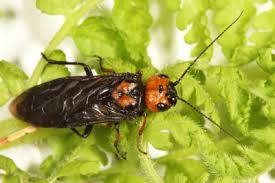 Attēlu rezultāti vaicājumam “Pamphiliidae”