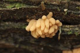 Attēlu rezultāti vaicājumam “Trichiaceae, Hemitrichiaceae, Arcyriaceae”