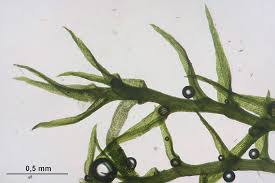 Attēlu rezultāti vaicājumam “Dicranella staphylina”