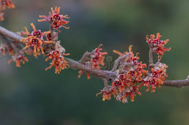 Attēlu rezultāti vaicājumam “Hamamelis vernalis bud”