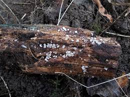 Attēlu rezultāti vaicājumam “Cudoniella acicularis”