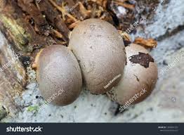 Attēlu rezultāti vaicājumam “Lycogala confusum”