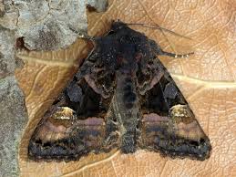 Attēlu rezultāti vaicājumam “Euplexia lucipara”