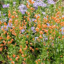 Image result for Alonsoa liniflora