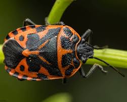 Attēlu rezultāti vaicājumam “Eurydema dominulus imago”