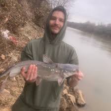 Image result for Alosa chrysochloris