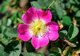 Image result for FOTO ROSA