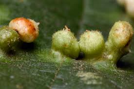 Attēlu rezultāti vaicājumam “Eriophyes laevis”