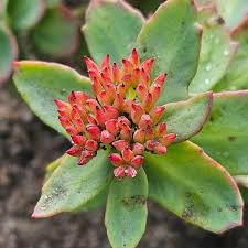 Attēlu rezultāti vaicājumam “Rhodiola rosea flower”