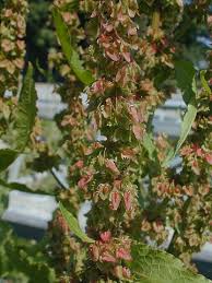 Attēlu rezultāti vaicājumam “Rumex obtusifolius flower”