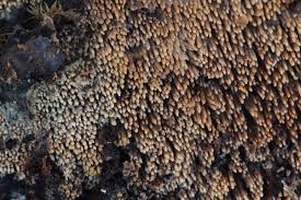 Attēlu rezultāti vaicājumam “Mycoacia fuscoatra”