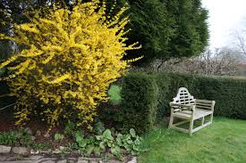 Attēlu rezultāti vaicājumam “Forsythia intermedia flower”