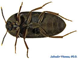 Attēlu rezultāti vaicājumam “Tetratomidae”