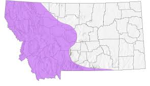 Attēlu rezultāti vaicājumam “Oeneis jutta underside”