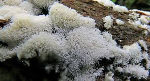 Attēlu rezultāti vaicājumam “Ceratiomyxa fruticulosa young”