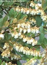 Attēlu rezultāti vaicājumam “Chamaedaphne calyculata fruit”