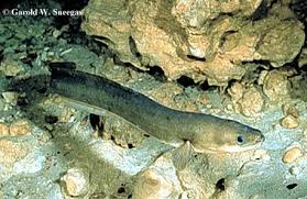 Image result for Anguilla rostrata