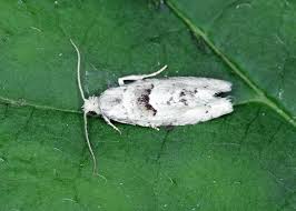 Attēlu rezultāti vaicājumam “Epinotia bilunana”