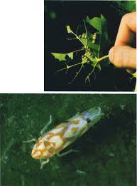 Attēlu rezultāti vaicājumam “Adoxus obscurus”