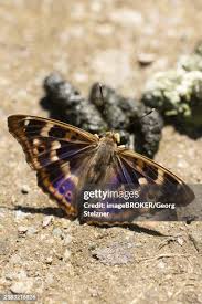 Attēlu rezultāti vaicājumam “Apatura ilia”