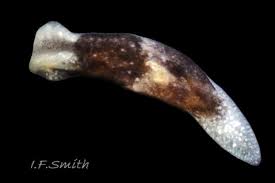 Attēlu rezultāti vaicājumam “Lophozia capitata”