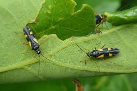 Attēlu rezultāti vaicājumam “Dryophilocoris flavoquadrimaculatus imago”