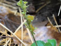 Attēlu rezultāti vaicājumam “Veronica officinalis fruit”