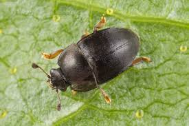 Attēlu rezultāti vaicājumam “Meligethes sp.”