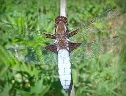 Attēlu rezultāti vaicājumam “Libellula depressa”