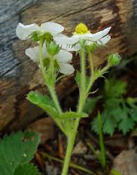 Attēlu rezultāti vaicājumam “Fragaria moschata leaf”