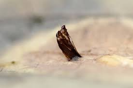 Attēlu rezultāti vaicājumam “Phyllonorycter apparella”