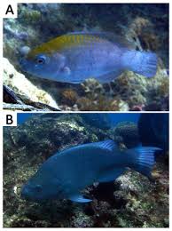 Image result for Scarus zelindae