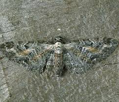 Attēlu rezultāti vaicājumam “Eupithecia icterata female”