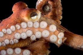 Image result for Octopus vulgaris