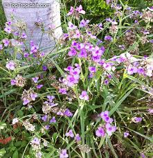 Attēlu rezultāti vaicājumam “Tradescantia virginiana”