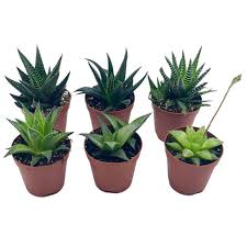 Image result for Haworthia