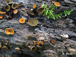 Attēlu rezultāti vaicājumam “Chlorencoelia versiformis”