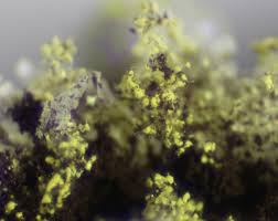 Attēlu rezultāti vaicājumam “Physarum luteolum sessile”