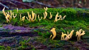 Attēlu rezultāti vaicājumam “Calocera cornea”