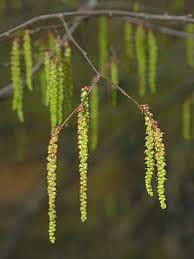 Attēlu rezultāti vaicājumam “Carpinus caroliniana male flower”