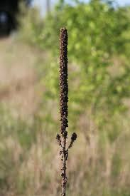 Attēlu rezultāti vaicājumam “Verbascum thapsus fruit”