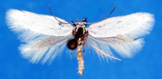 Attēlu rezultāti vaicājumam “Elachista argentella”