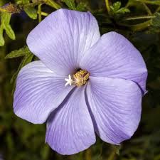 Attēlu rezultāti vaicājumam “Betula humilis male flower”