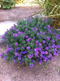 Image result for Aster novae-angliae