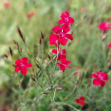 Attēlu rezultāti vaicājumam “Dianthus deltoides bud”