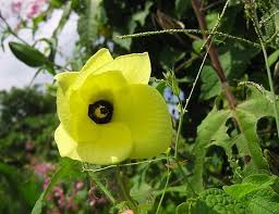 Image result for Abelmoschus moschatus