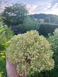 Image result for Angelica archangelica