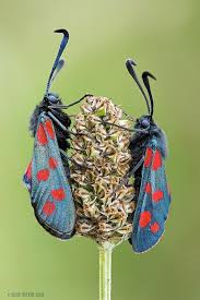 Attēlu rezultāti vaicājumam “Zygaena filipendulae”