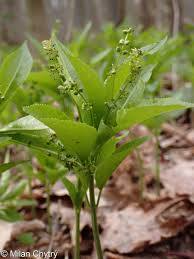 Attēlu rezultāti vaicājumam “Mercurialis perennis bud”